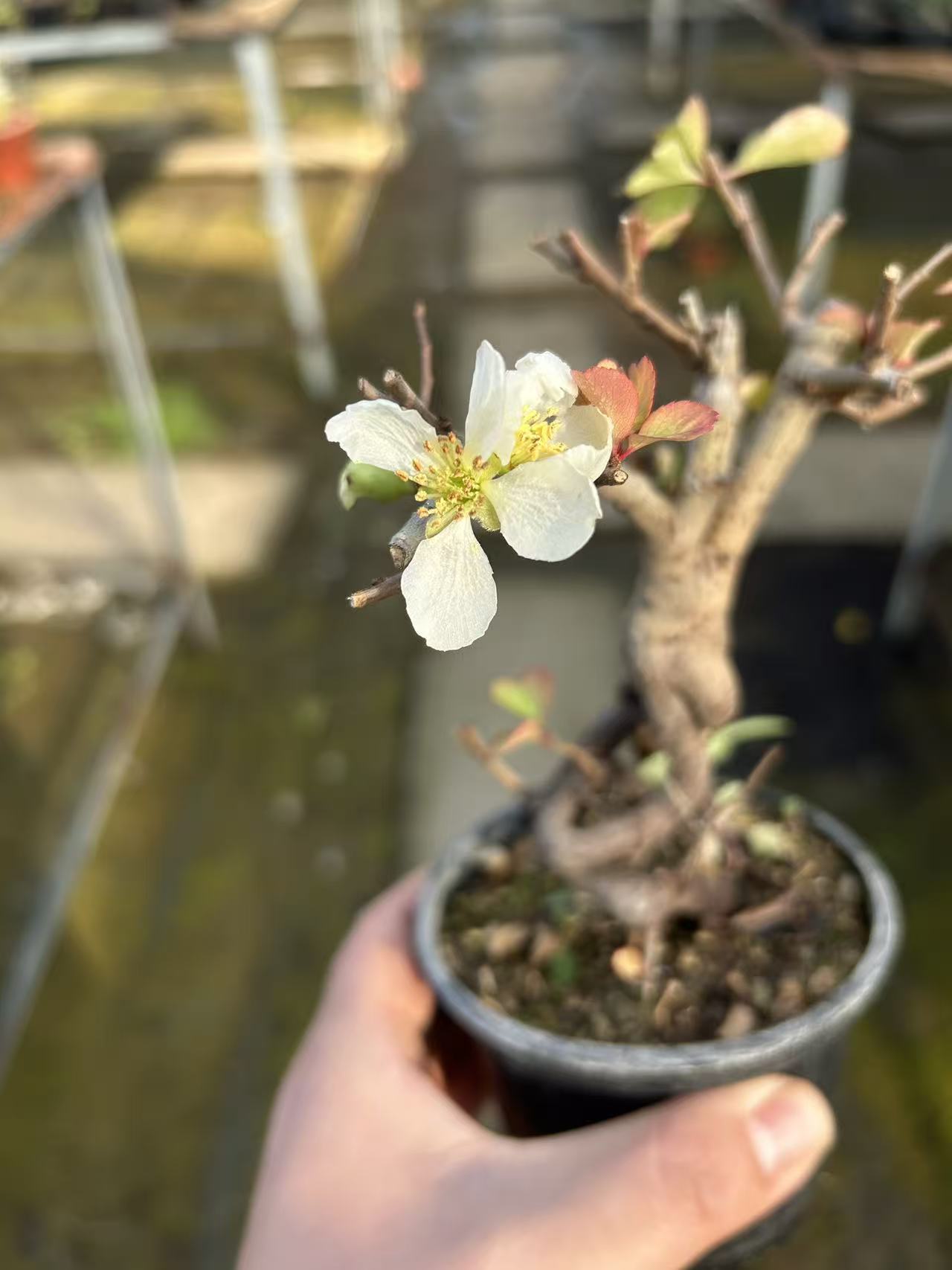 原生白花长寿小盆景四季开花