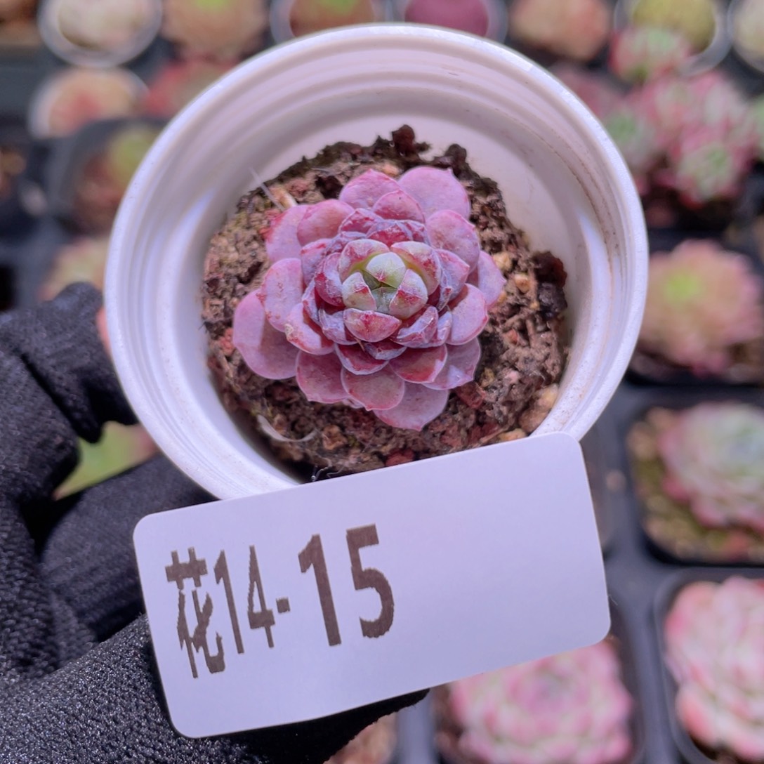 花利美14-15血钻