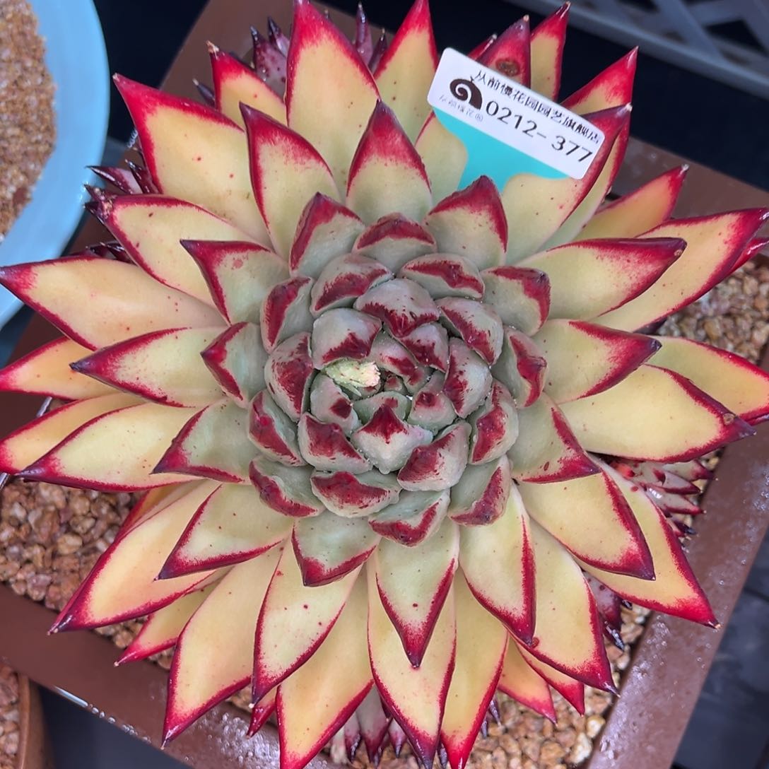 从前慢多肉精选编号0212.377带盆