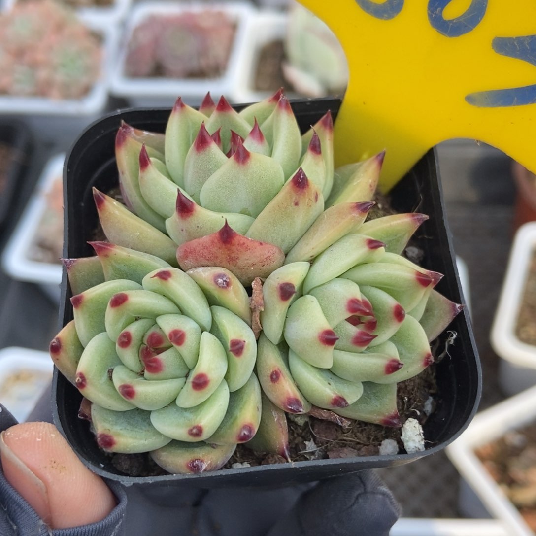 803蓝龙多肉植物保护