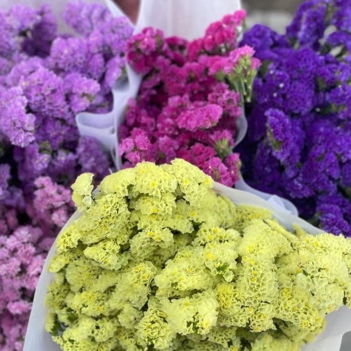 【勿忘我1kg】（任意三件包邮）未拍保温棉，冻伤不售后