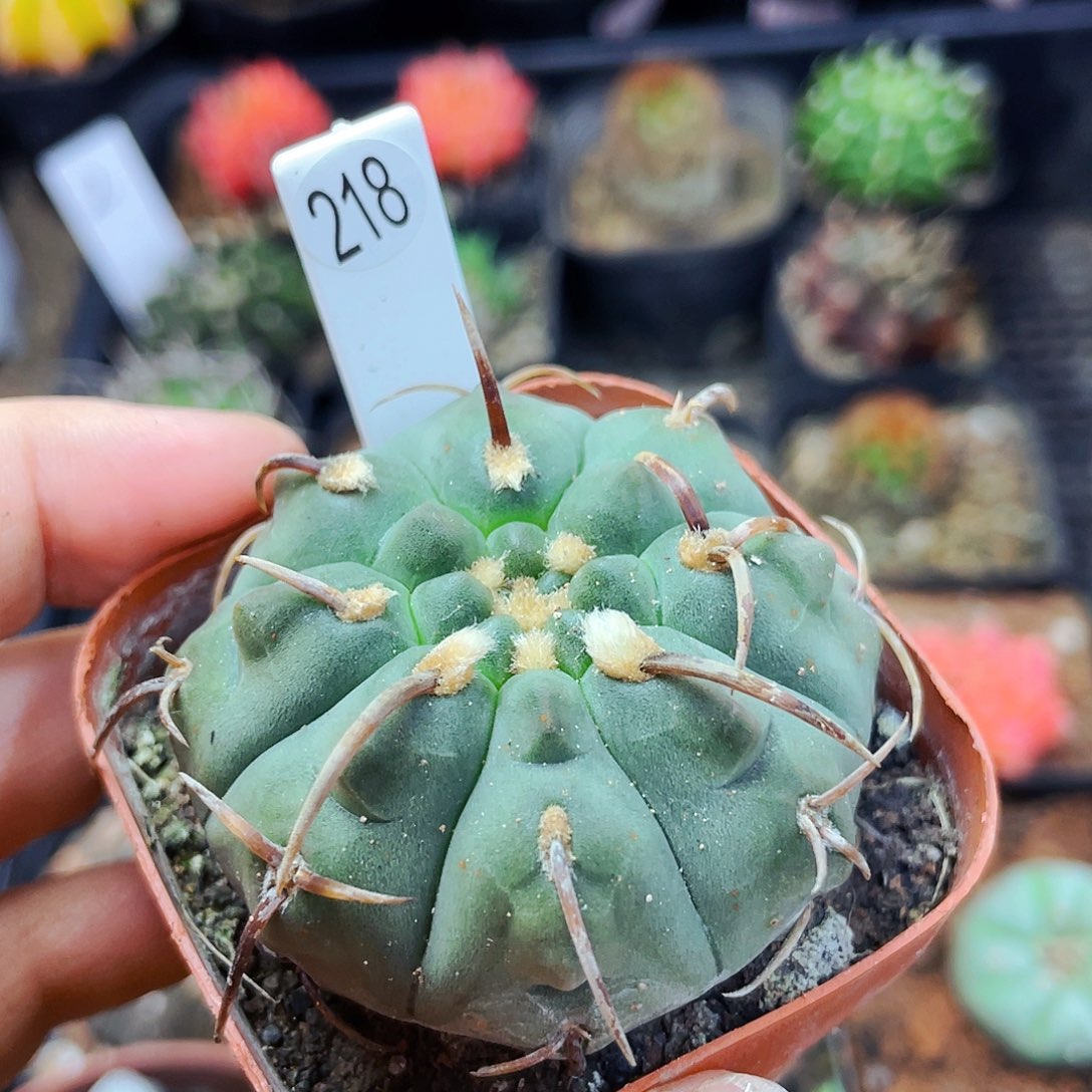 非偏远地区满25包邮仙人球裸根