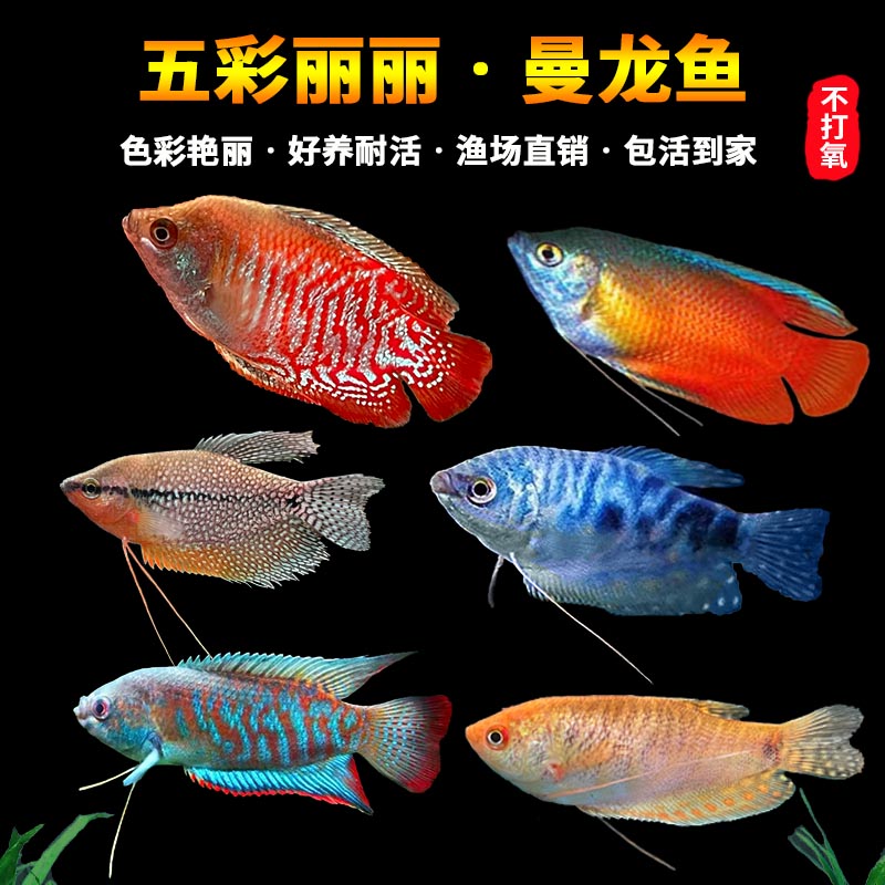 丽丽鱼淡水鱼苗观赏鱼好养耐活小鱼不打氧小型曼龙鱼新手活鱼