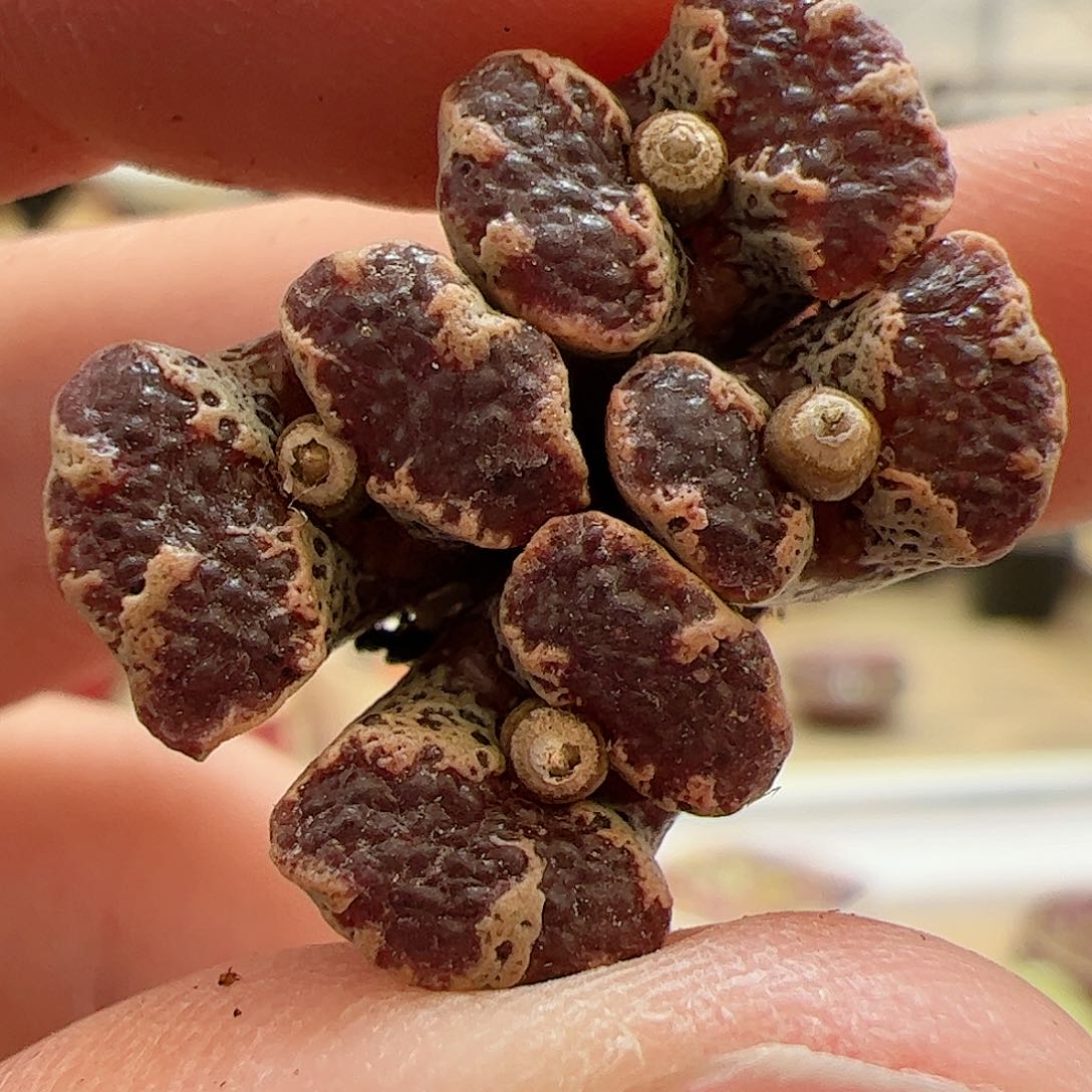 【闪购商品】331 超蝶