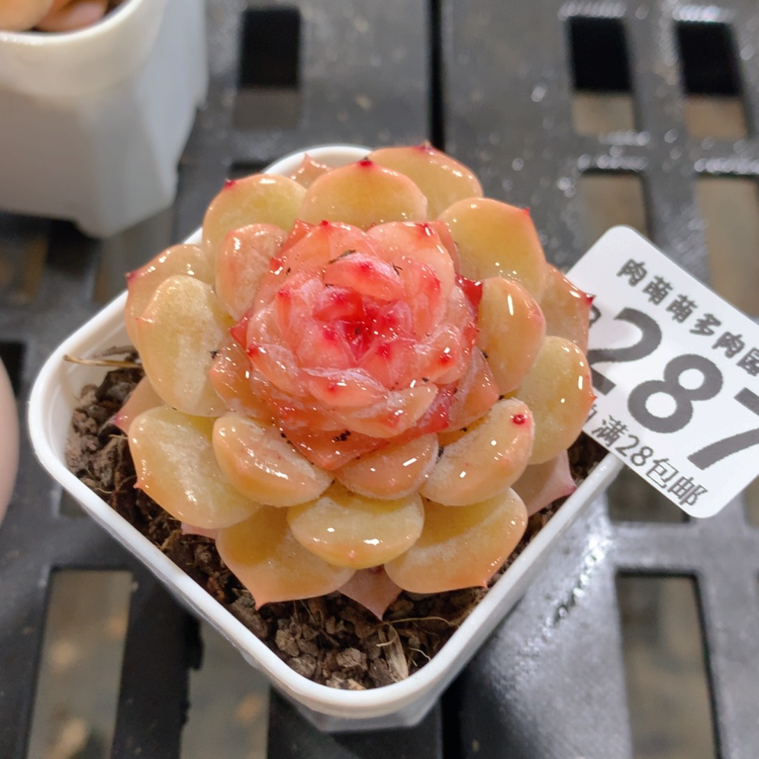 肉萌萌拇指盆精控多肉ZB287