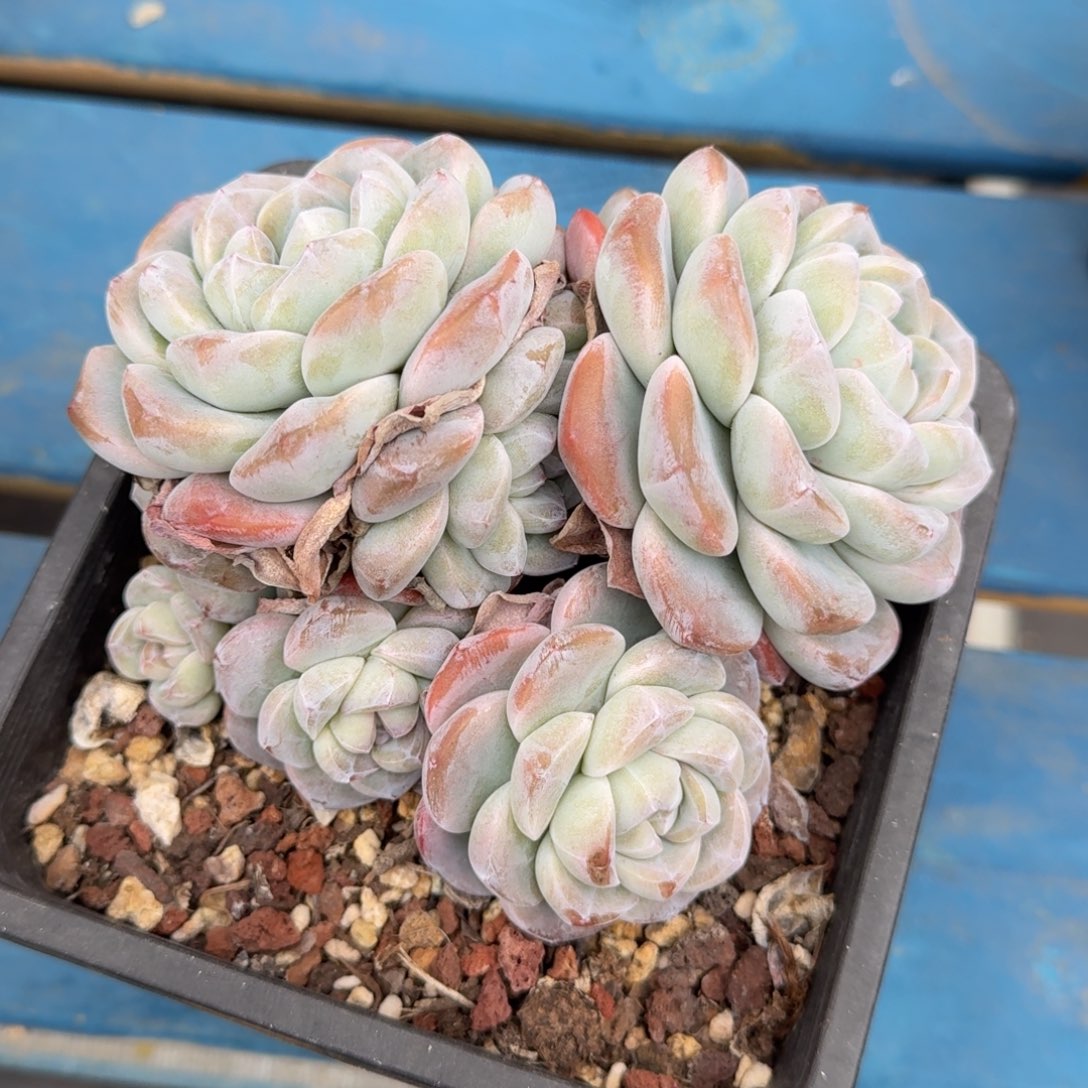 冰玉老桩一物一拍