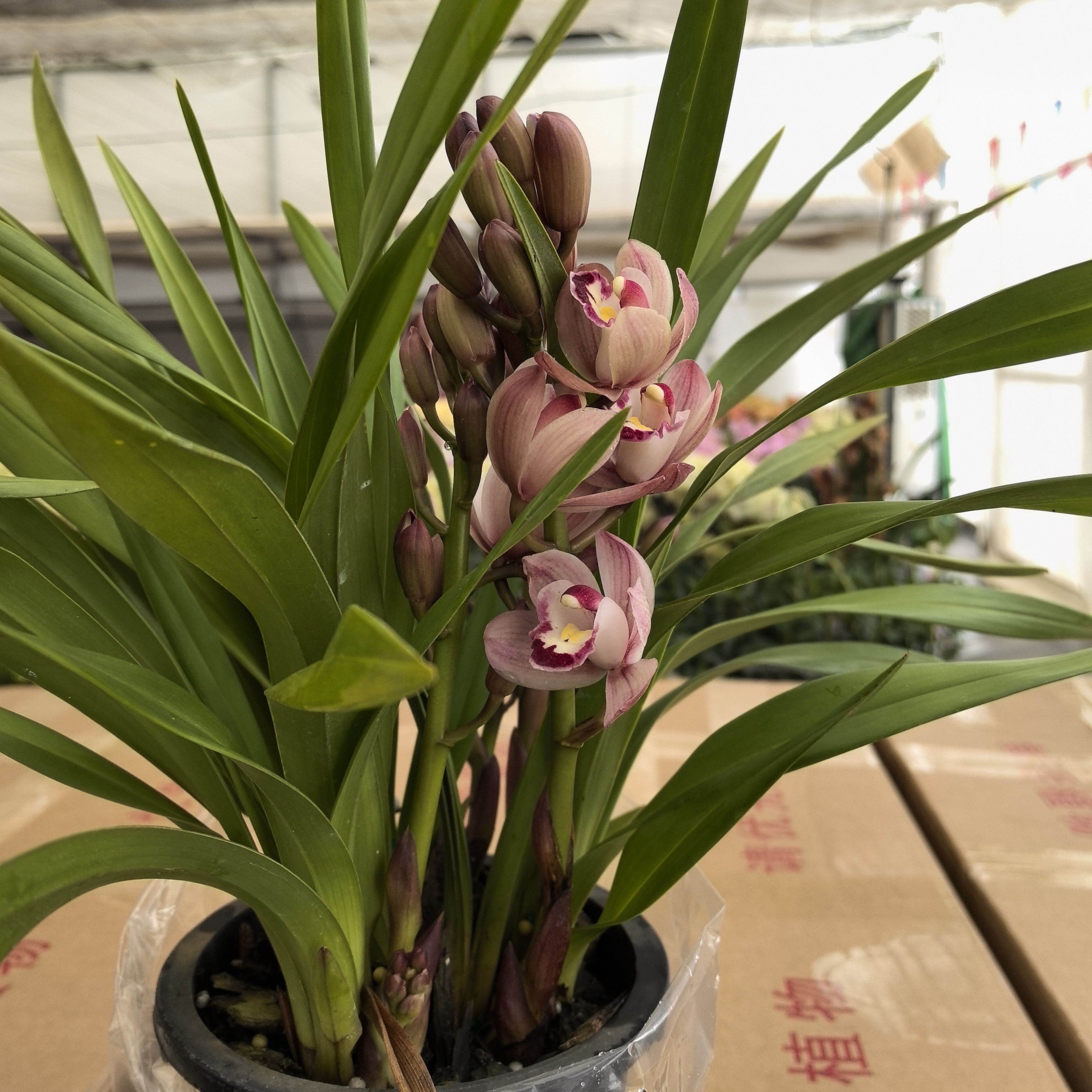 鲜花《阿诗玛》桌面蕙兰云南源头基地直发（发中通）