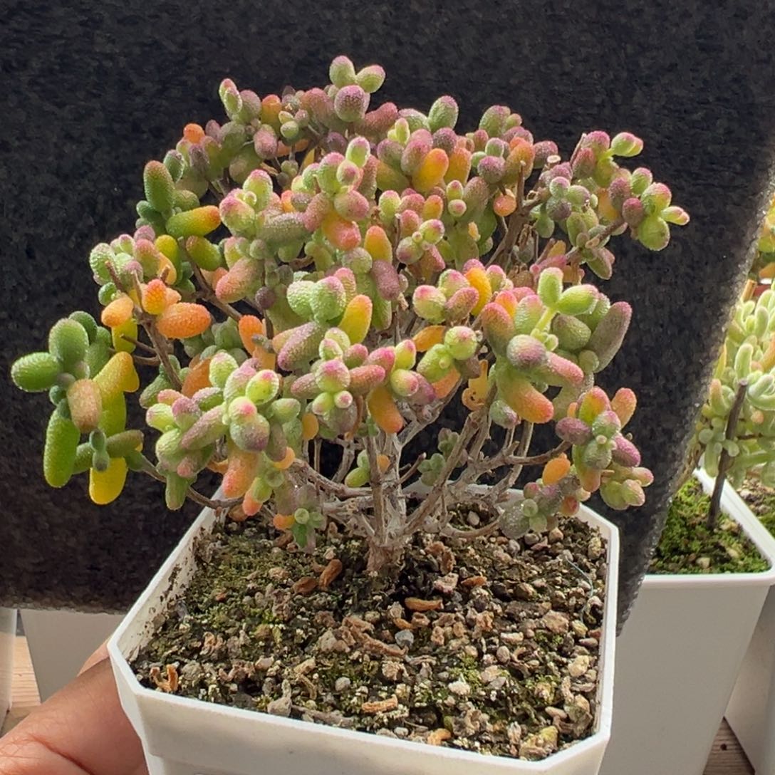 12-445糖球白糊斑的阴阳锦2年老桩