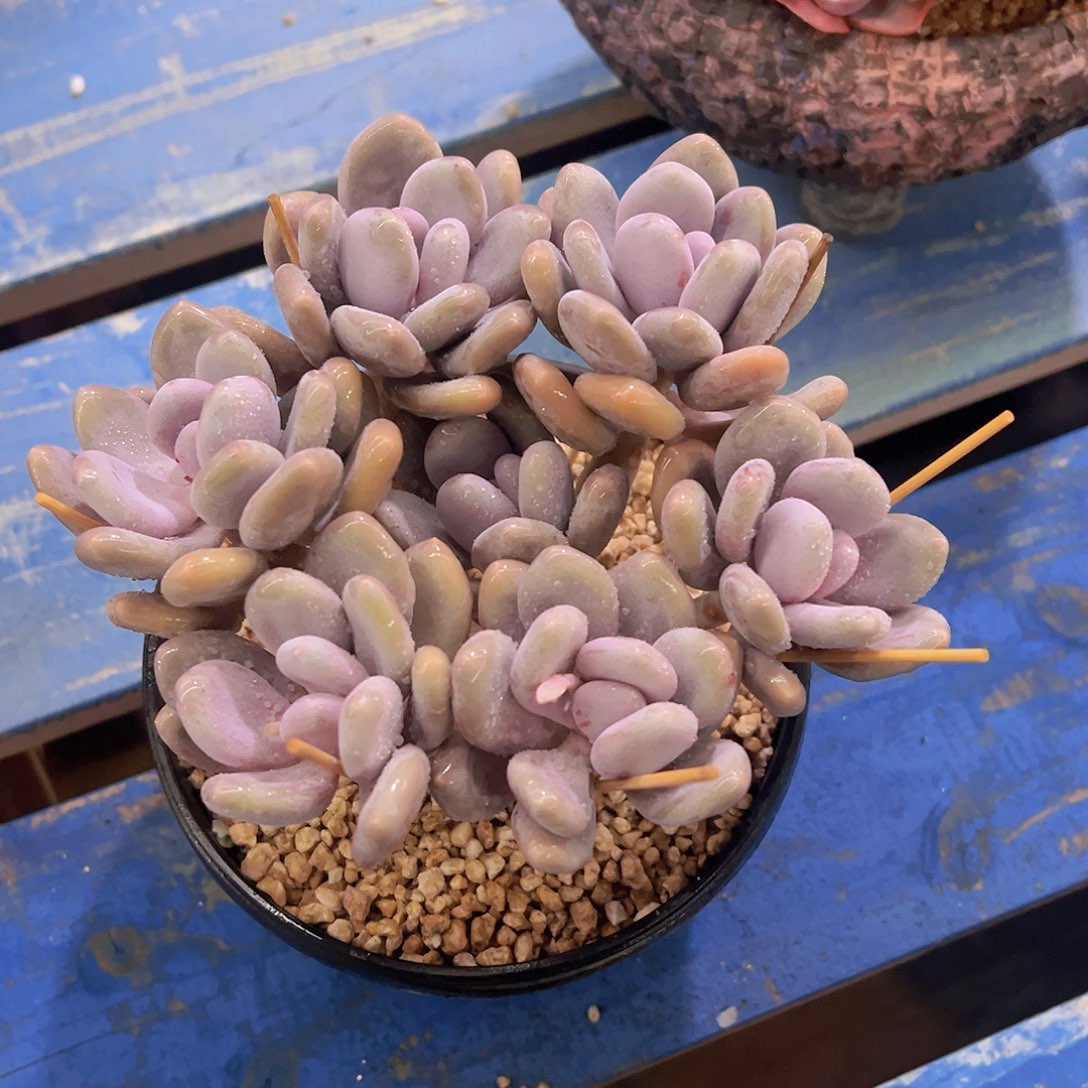 西**风蛋黄奶，多肉植物，