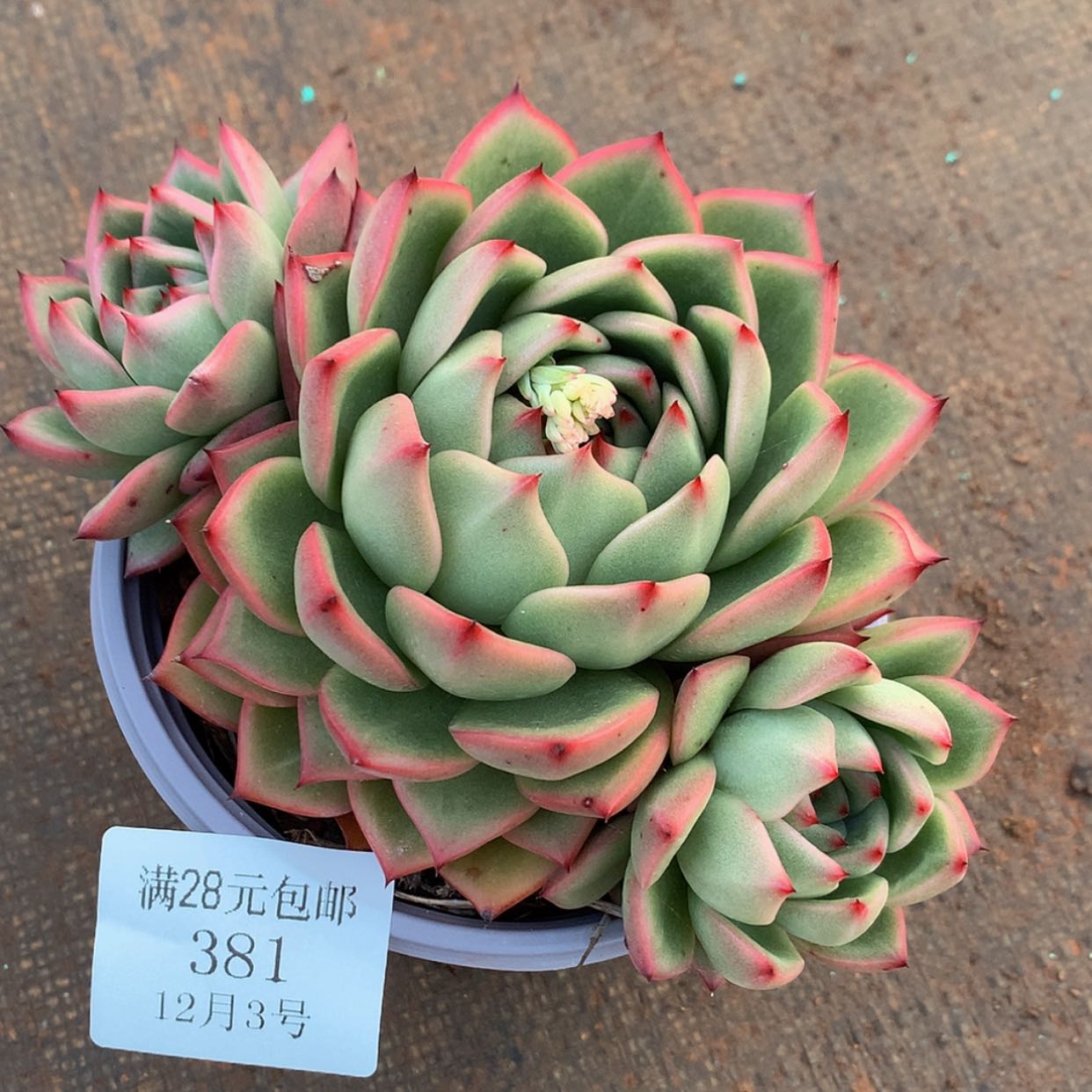 【闪购商品】云381号线