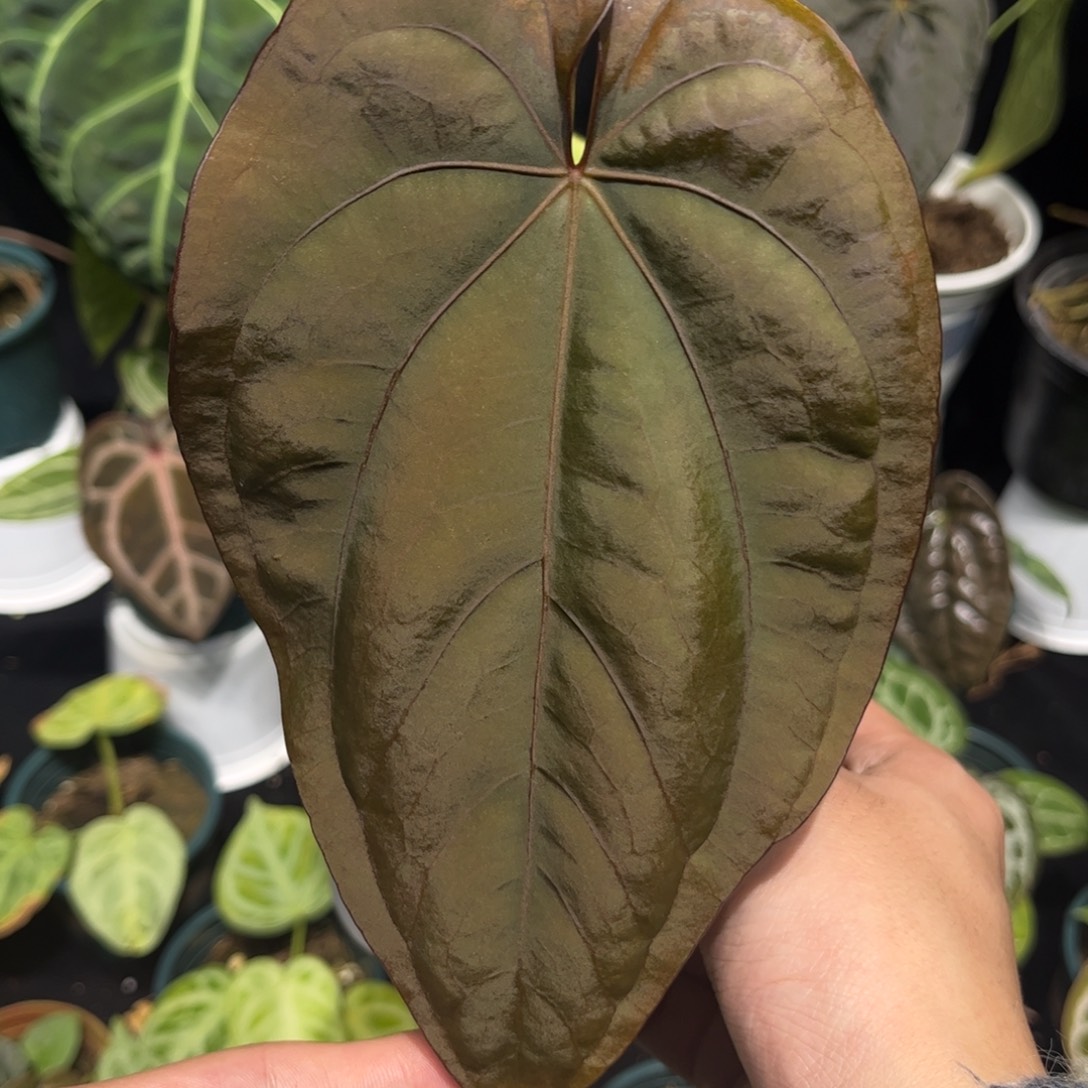 不开花植物印尼戴斯