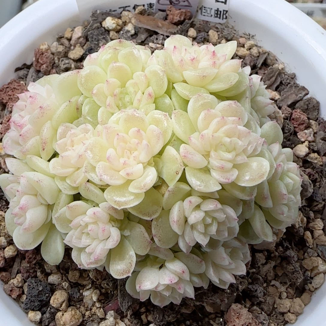 【闪购商品】0223-162（明月珠）