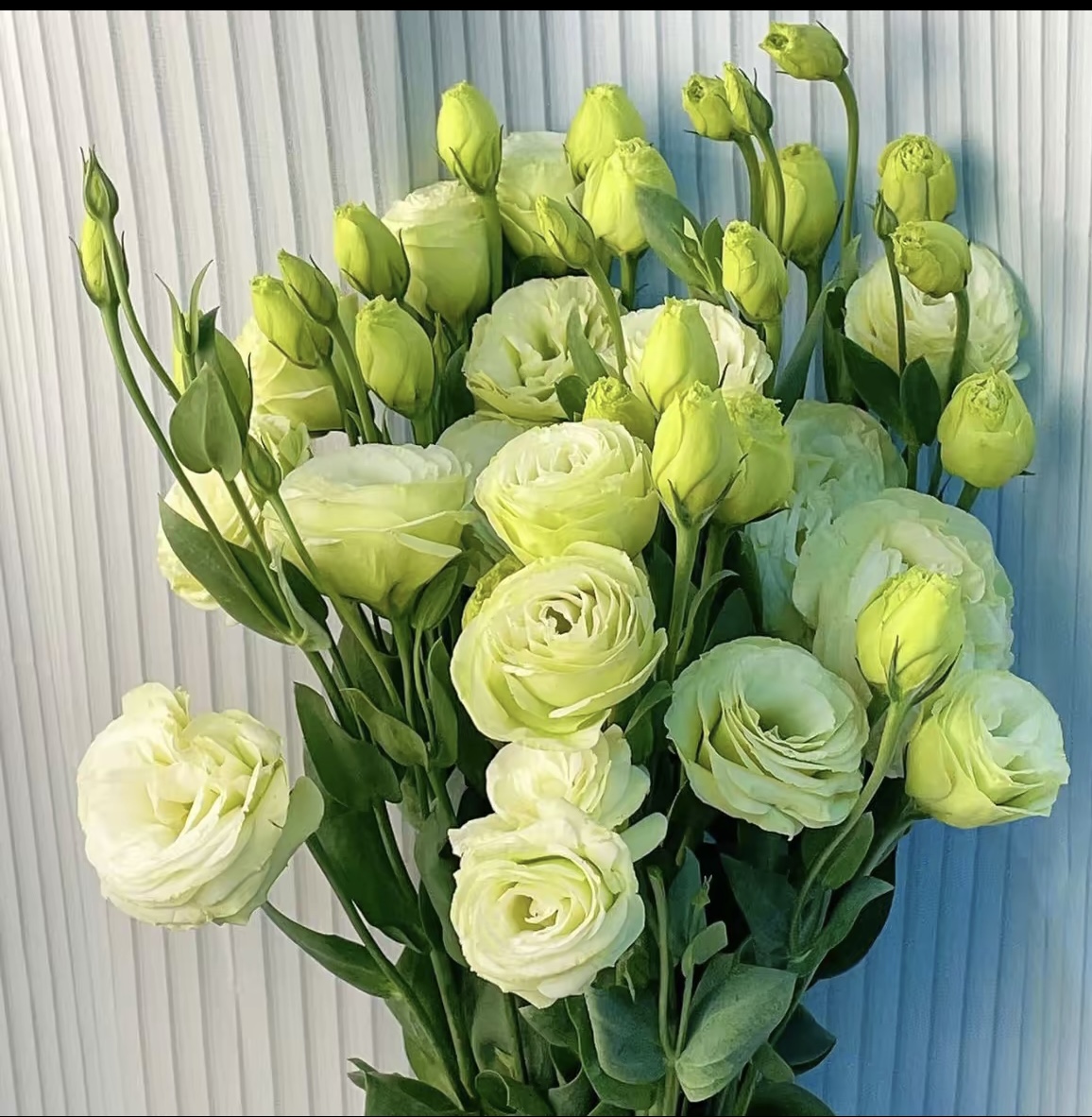 昆明基地直发多头洋桔梗鲜花花束可水养作客厅云南昆明鲜花直发