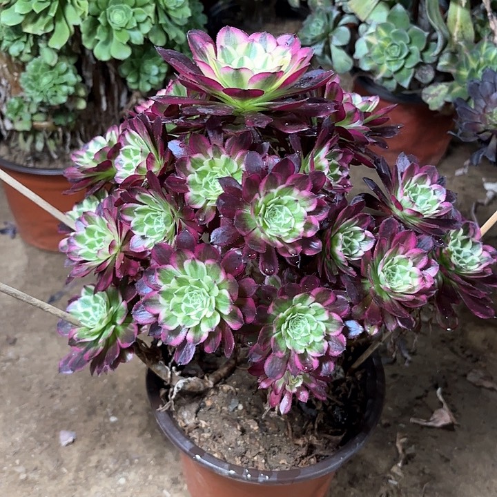 多肉植物法师天合128