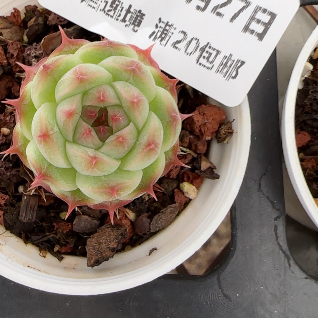 花语逸镜0127-666