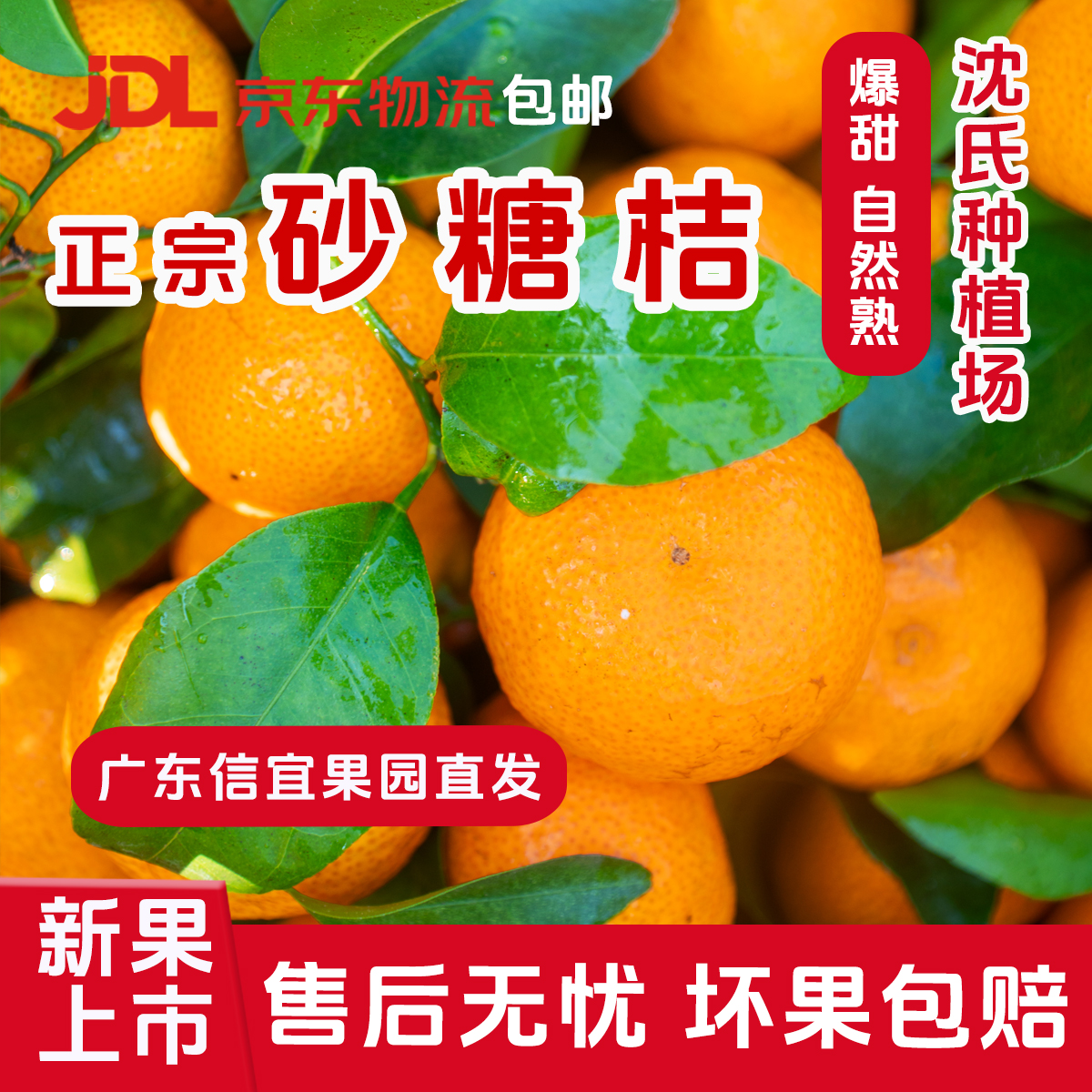 [京东包邮][大果]正宗广东沙糖桔新鲜水果肉厚多汁香甜产地直发