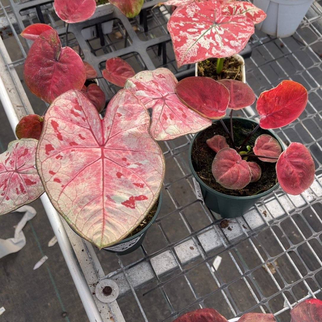 糖***O无花朵          349.350.351.352不包售后