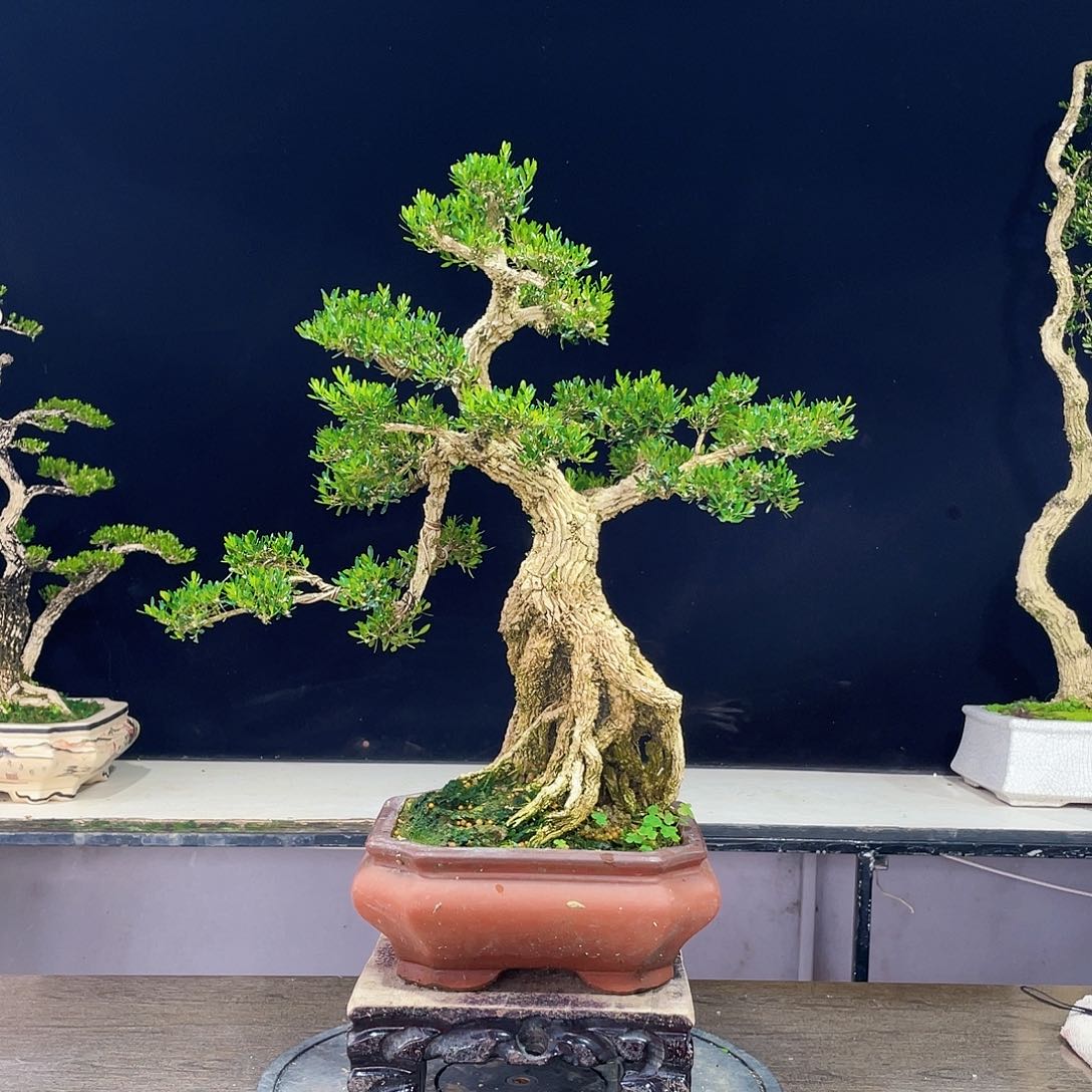 完全开放黄杨盆景四季常青