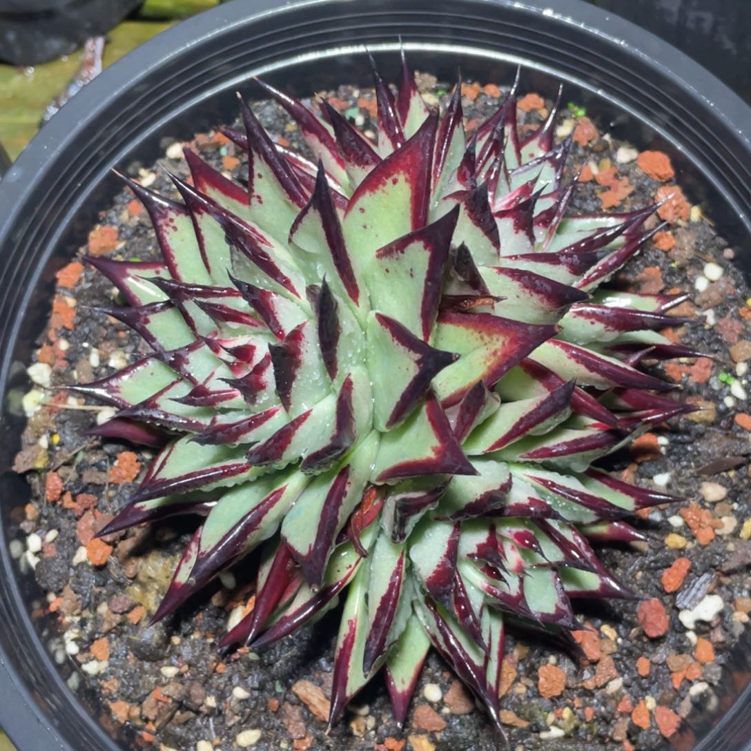 多肉植物多肉植物0932