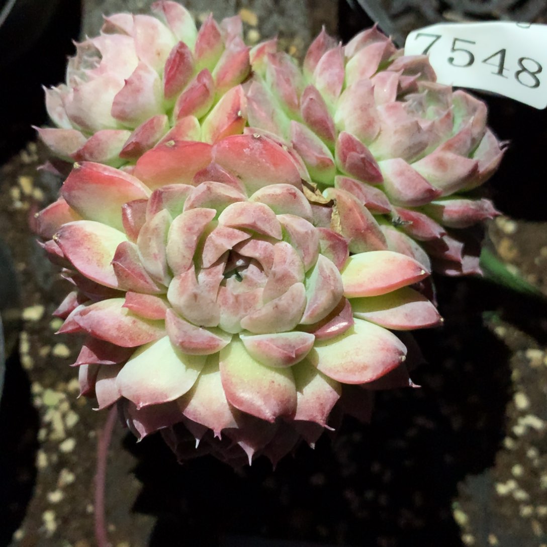 7548杂交多肉植物