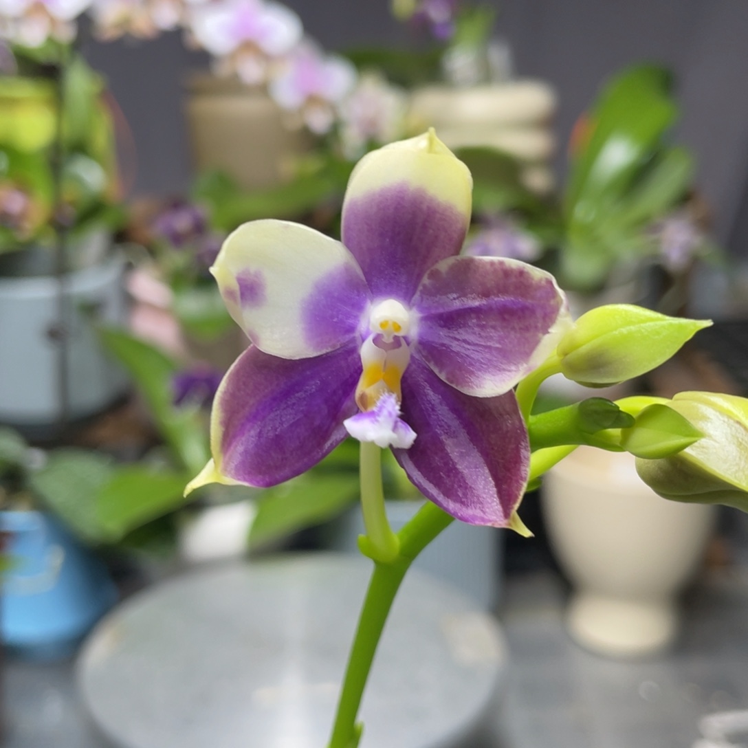 完全开放YC77，2.5杯开花株