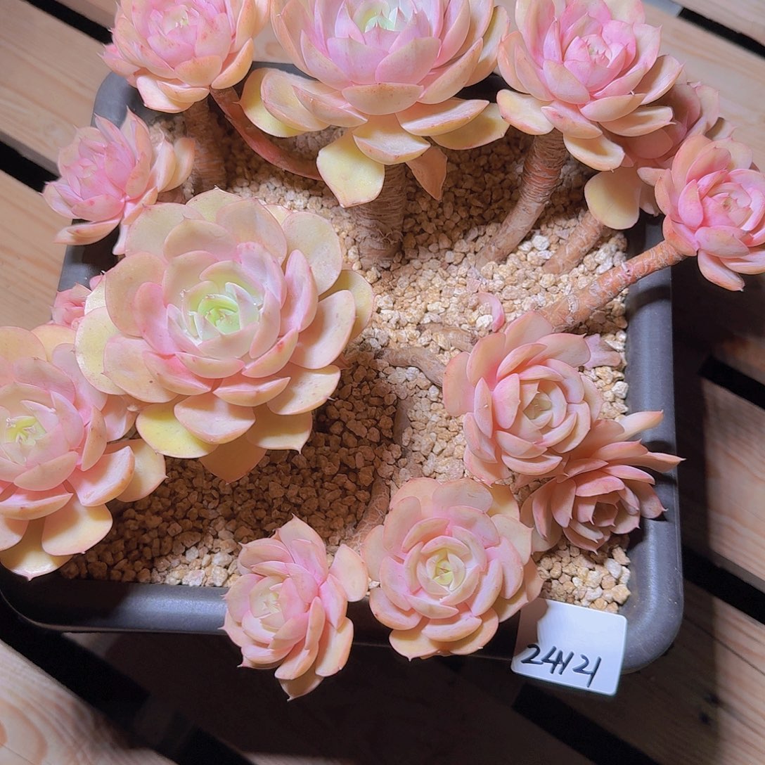 24121蓝色苍鹭多肉植物