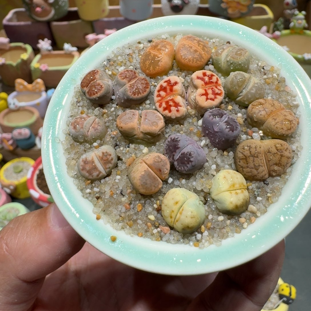 蘑菇1023彩拼多肉植物