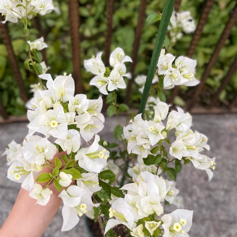 B白雪三角梅花苗不带花【原盆原土发货】云南基地直发