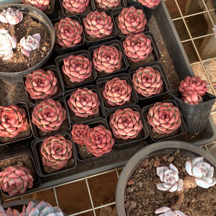 带盆土花田错6.99多肉植物两单包邮