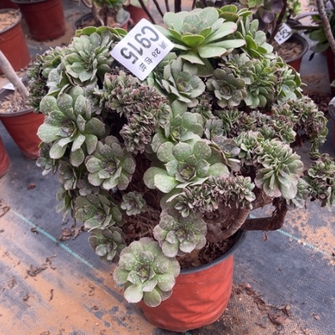 915万圣节缀有疤不包断枝