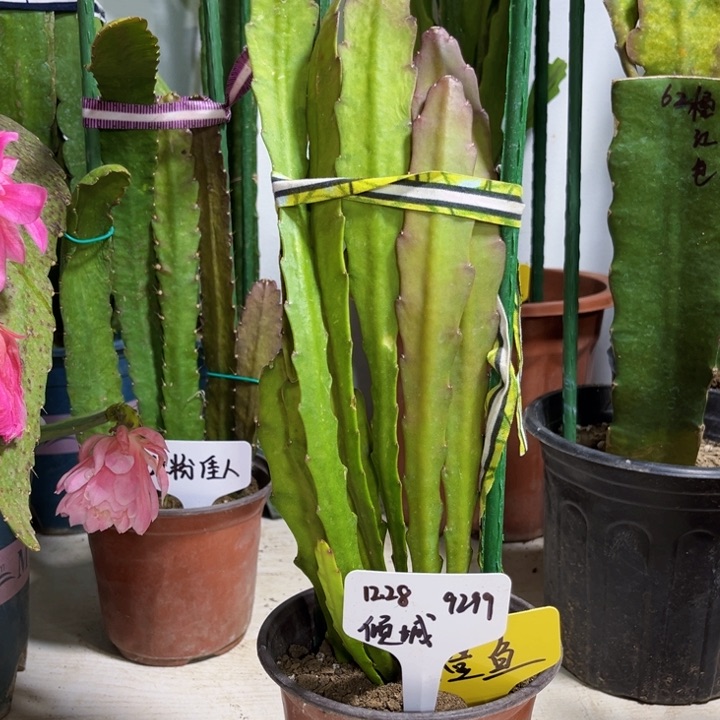 当前无花栽培后可以开花@*城橙鱼