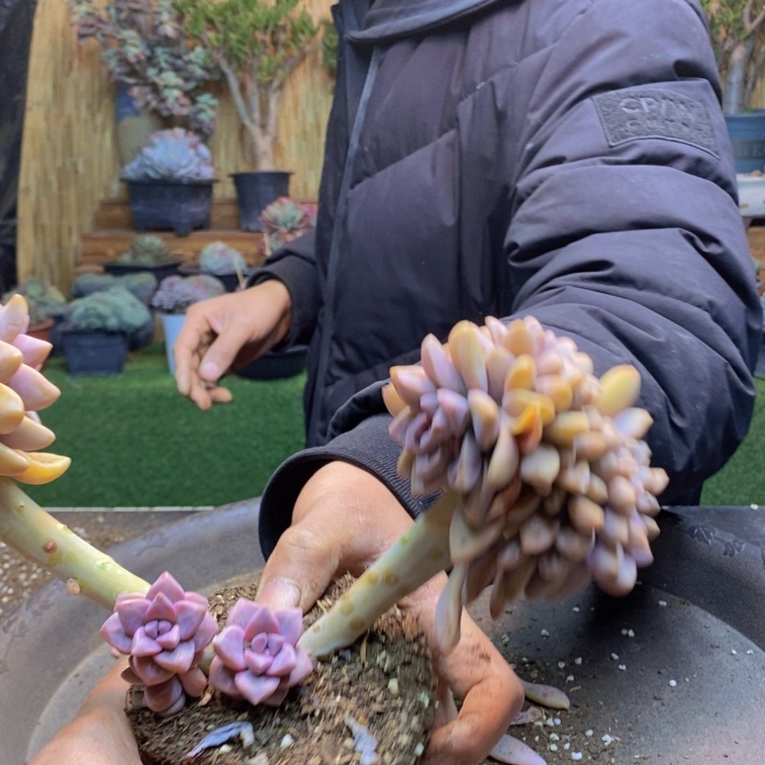 周**E31号号淡雪缀化多肉