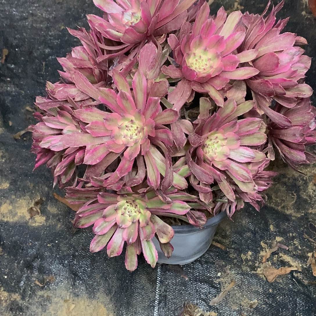 608粉黛多肉老桩法师锦