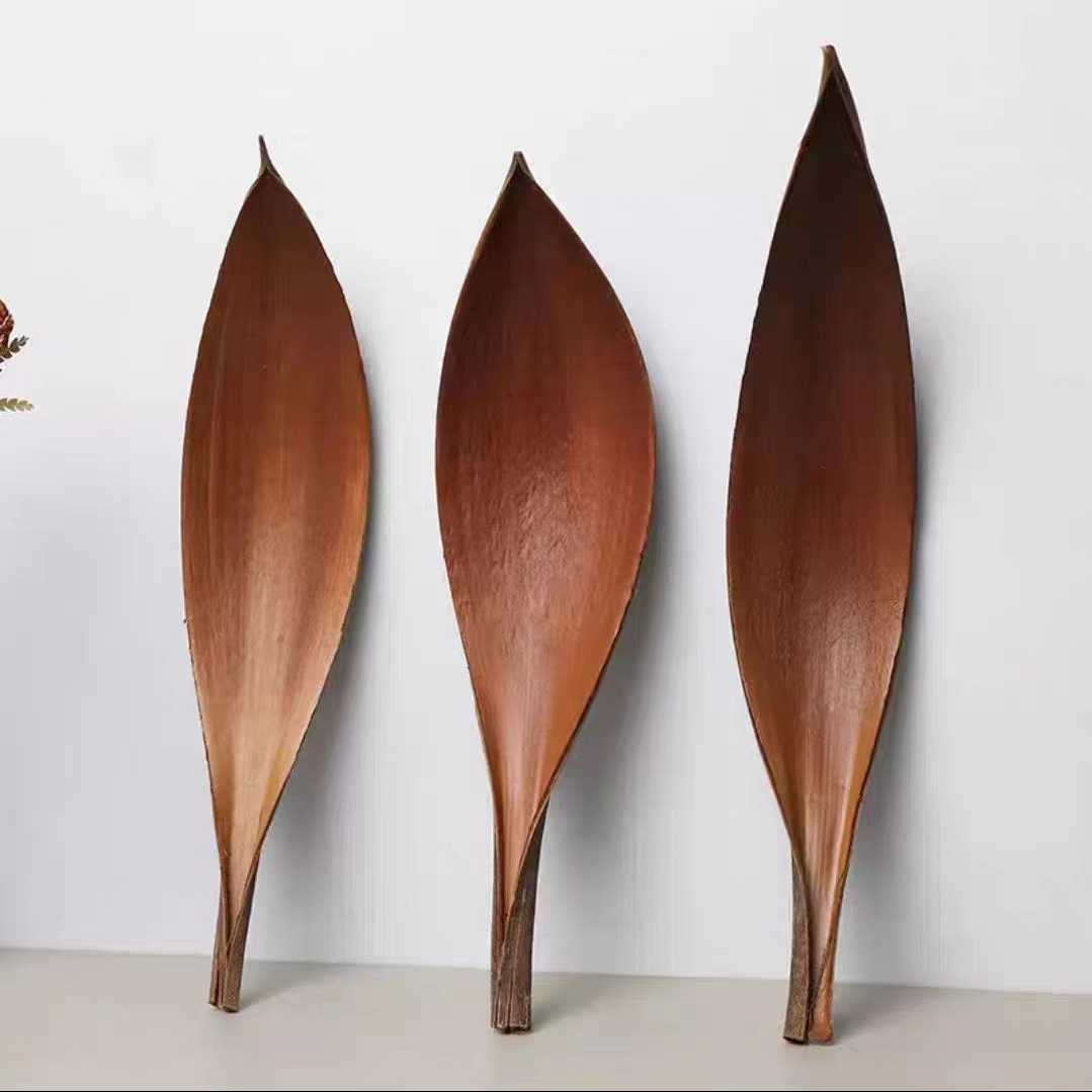 【可可叶】可可叶干花油画天然植物绘画道具桌面装饰摆件托盘创意