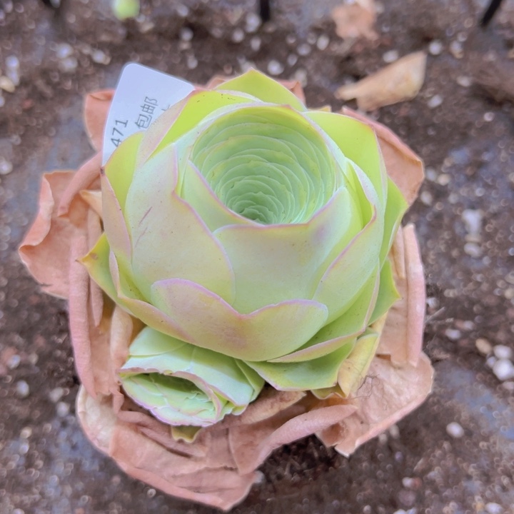 471恋红尘裸根不带土发货不包损