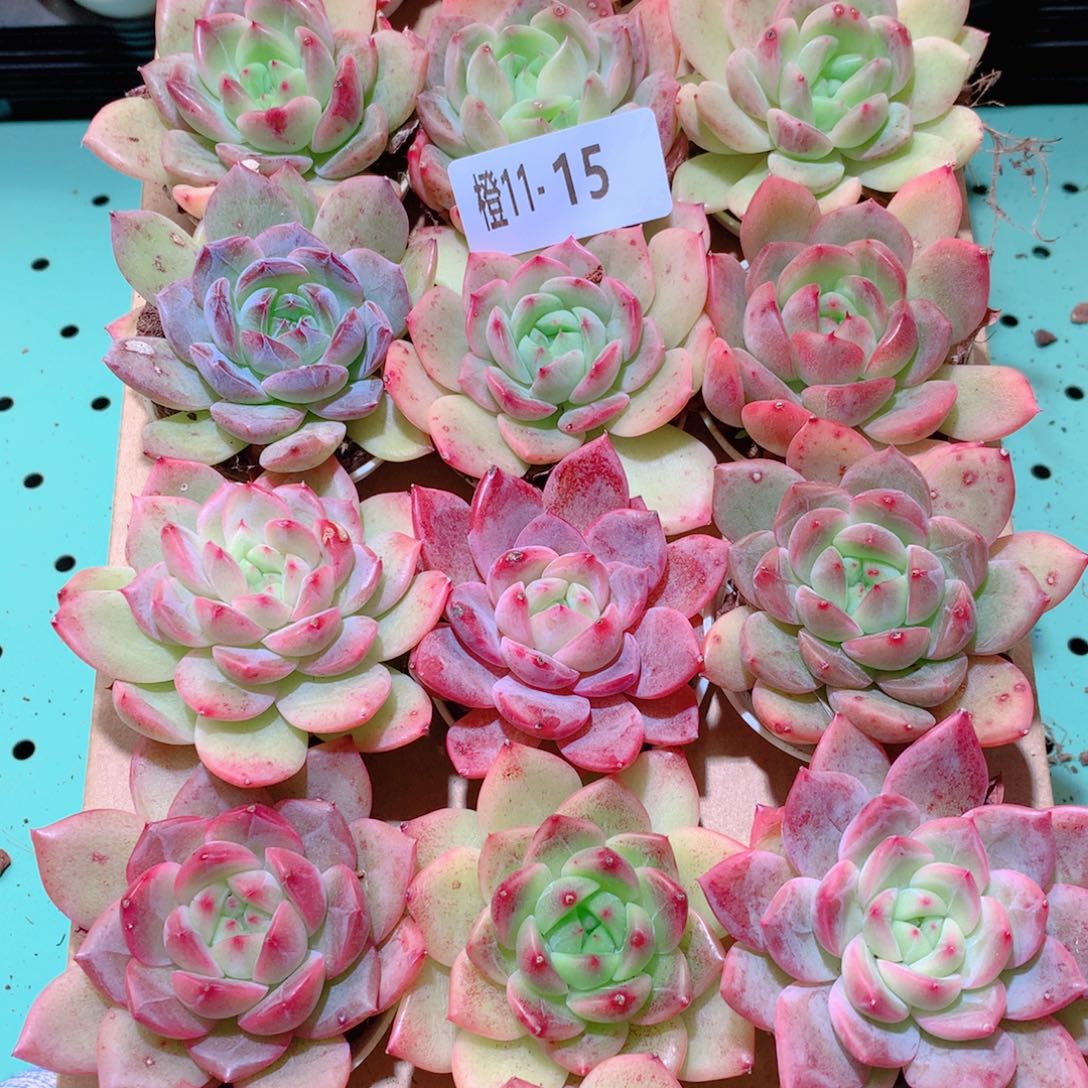 11-15一物一拍多肉带盆18颗
