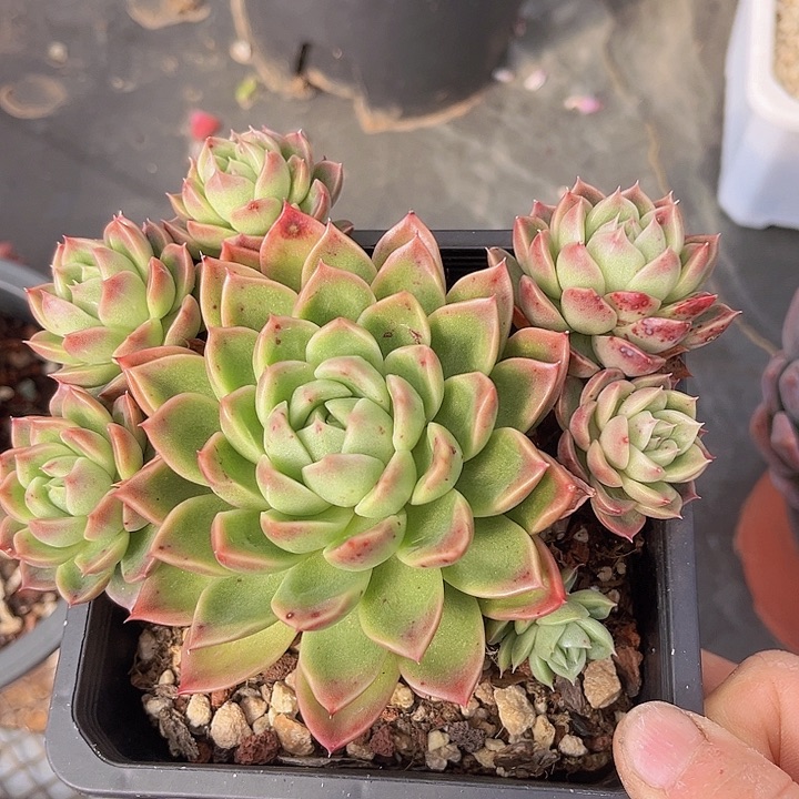 红女巫0205多肉植物