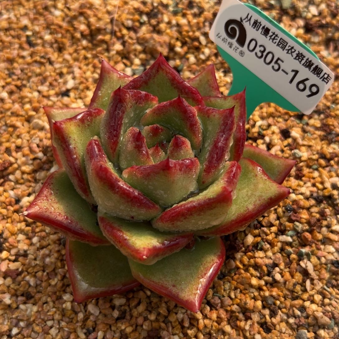 多肉一物一拍0304-169