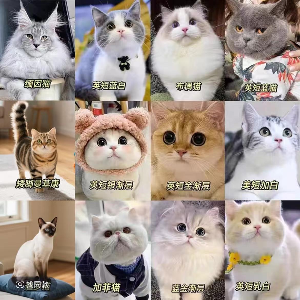 惠惠【晓晓宠物】全猫品种猫猫一对一对接 不满意全额退