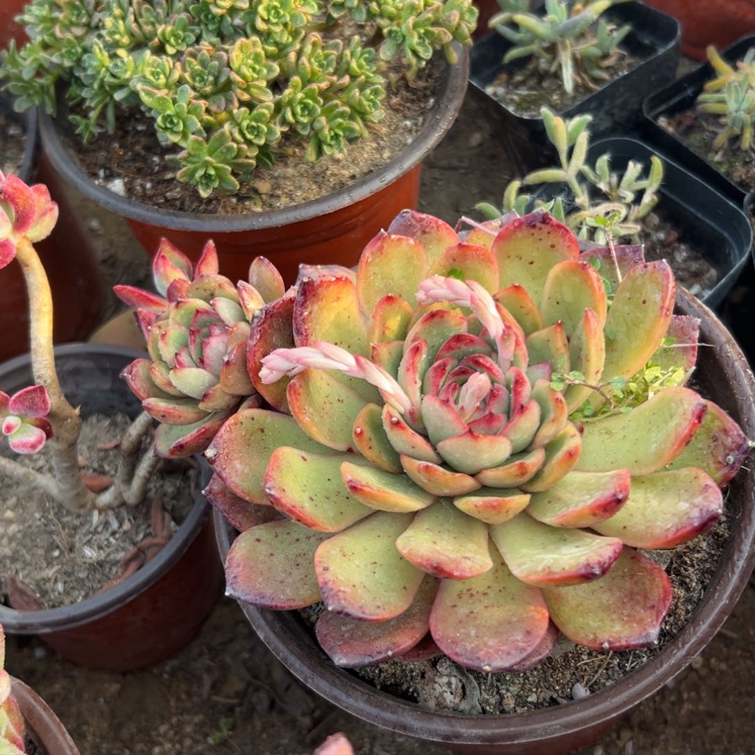 多肉植物保利安娜