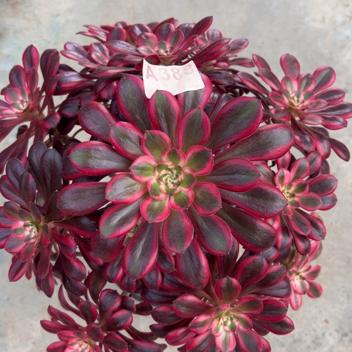 388丽娜32厘米左右