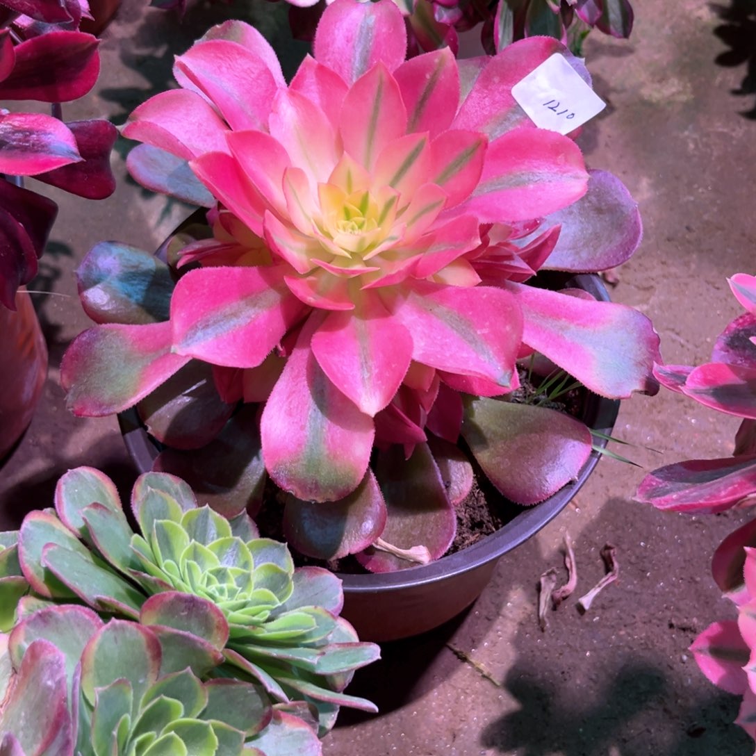 多肉植物香妃1210