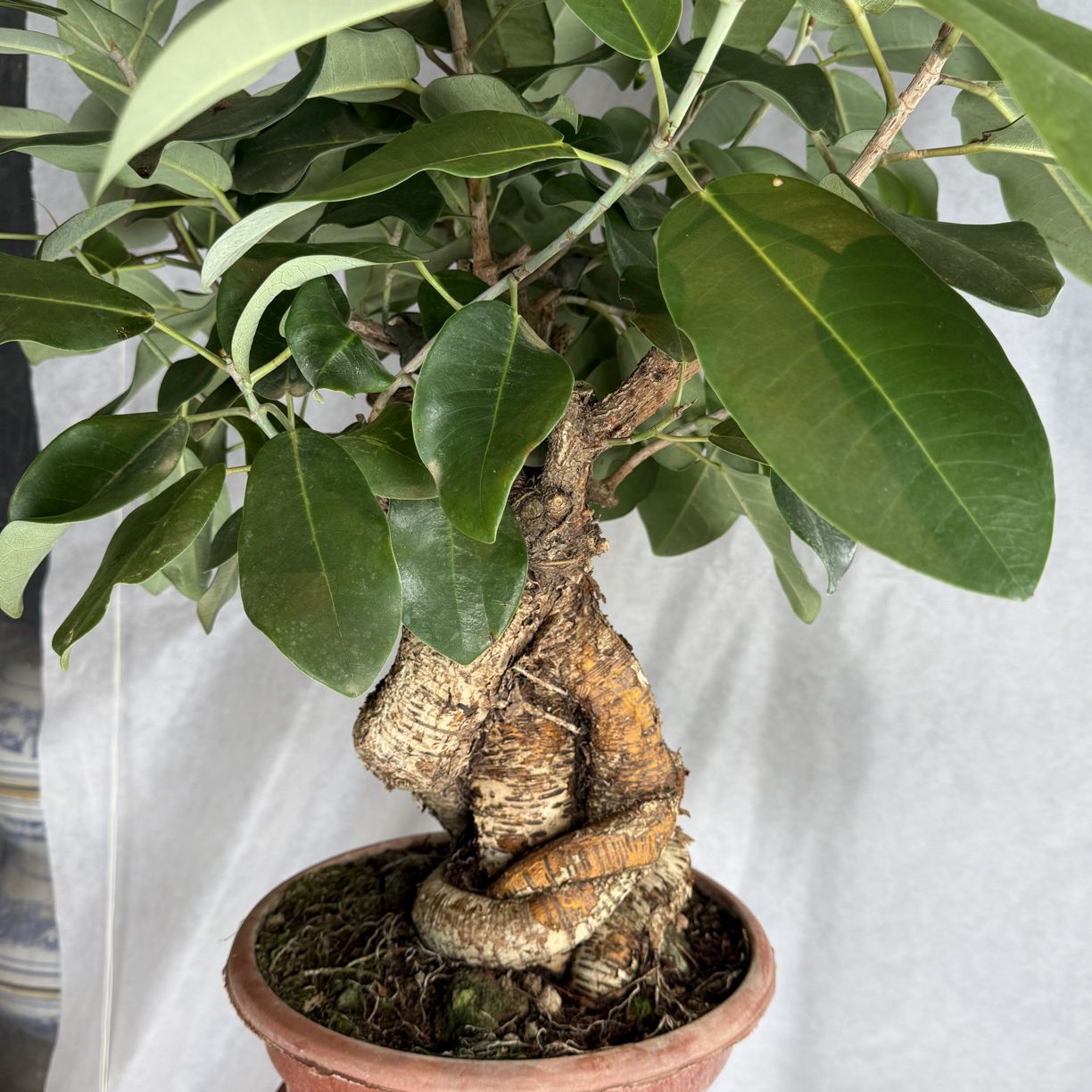 精品老桩大叶榕一物一拍(看好下单不支持退换货)10号