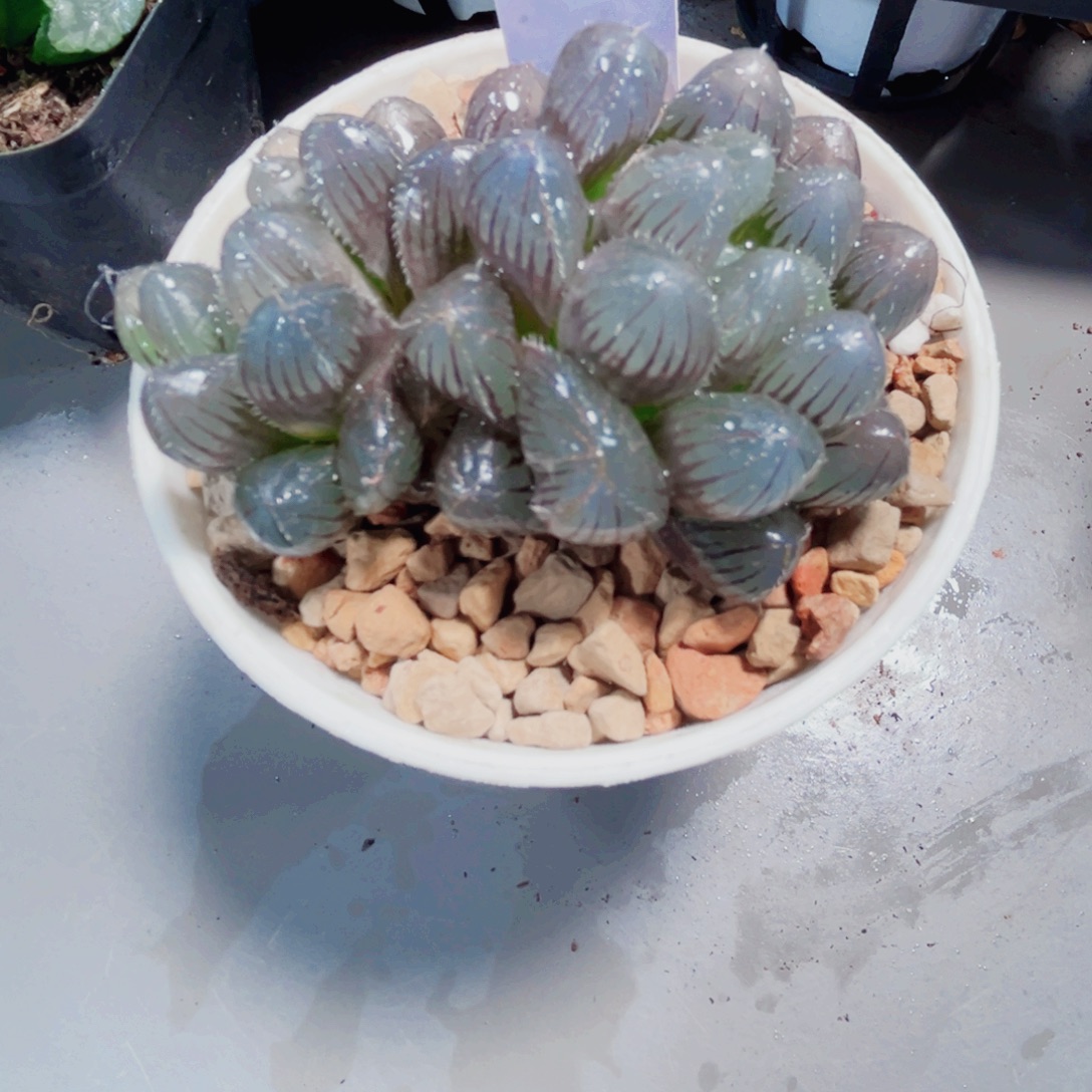 赤线玉露多肉植物6666