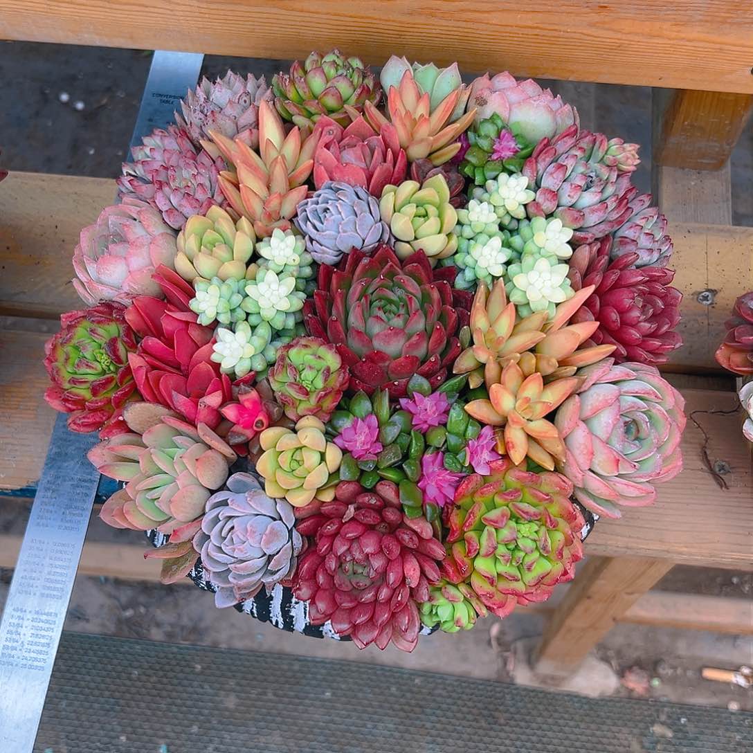 园口金玉满堂花园duorou