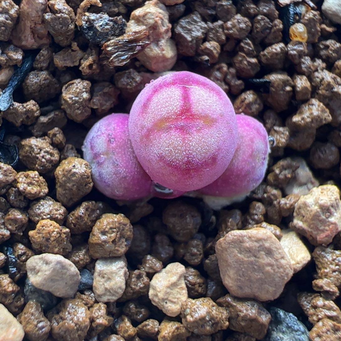 112多肉植物百科