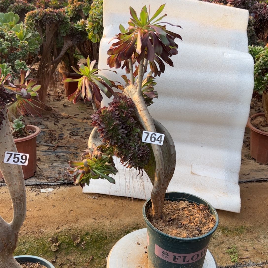 有伤妖翅膀764高度40厘米