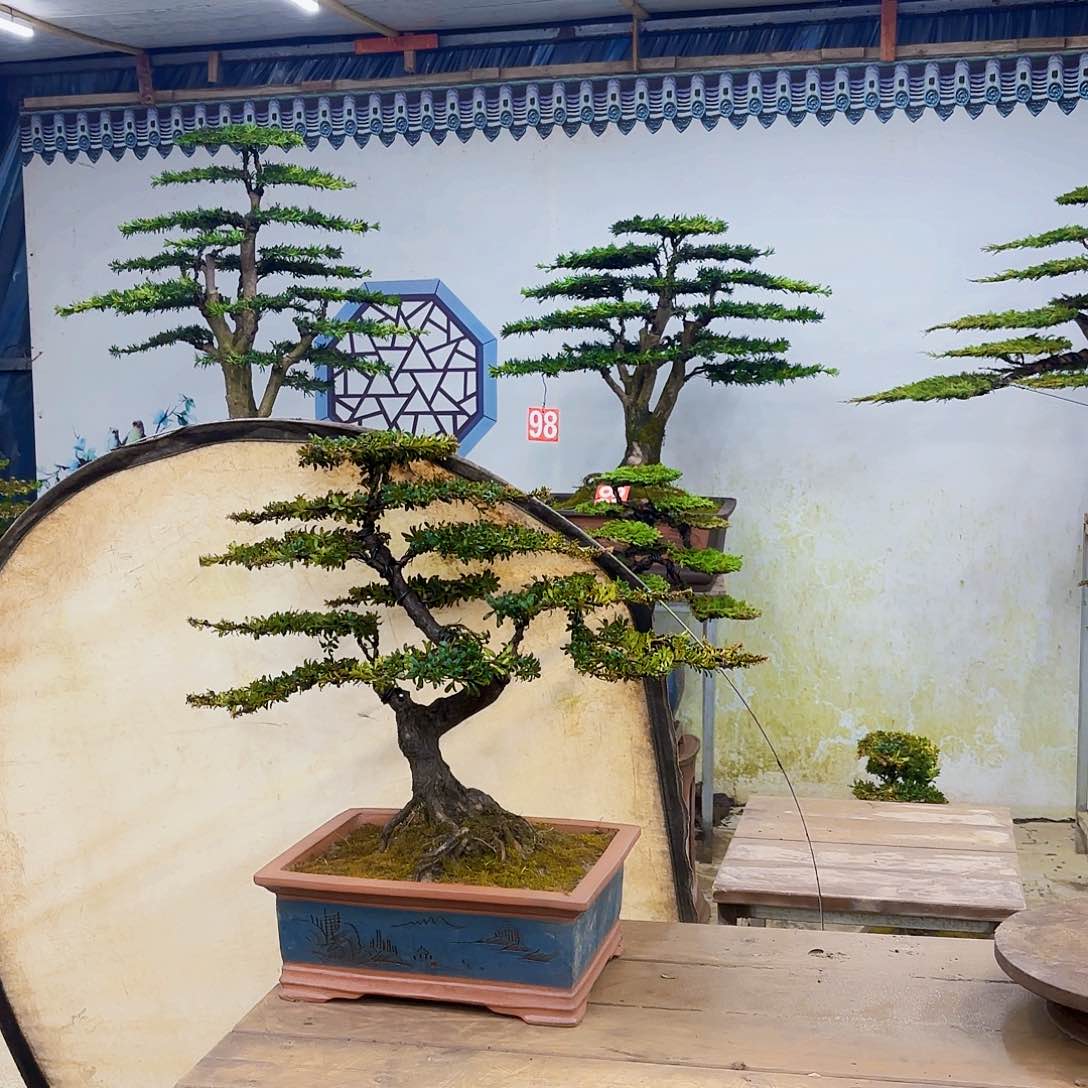 木红芽罗汉松带盆