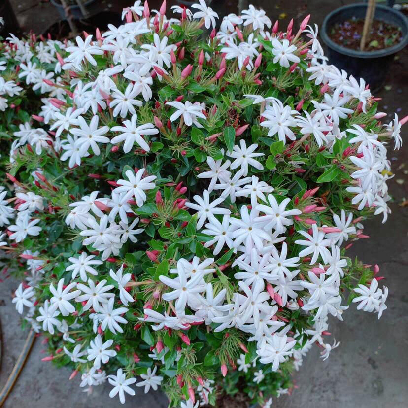 粉苞香水茉莉盆栽带花苞耐热耐寒多年生庭院阳台花卉植物四季好养