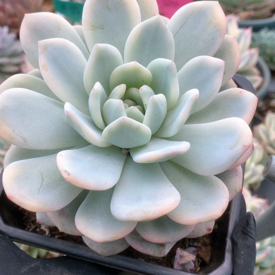 122梦露锦锦锦锦锦锦